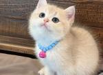 Biscuit Blue Golden - British Shorthair Kitten For Sale - Fontana&comma; CA&comma; US