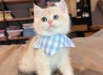Toffee Blue Golden - British Shorthair Kitten For Sale - Fontana&comma; CA&comma; US