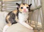 Patches Calico - Devon Rex Kitten For Sale - Fontana&comma; CA&comma; US