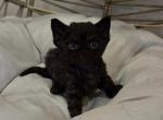 Onyx Solid blk - Devon Rex Kitten For Sale - Fontana&comma; CA&comma; US