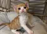 Cheeto orange n white - Devon Rex Kitten For Sale - Fontana&comma; CA&comma; US