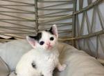 Panda blk n white van - Devon Rex Kitten For Sale - Fontana&comma; CA&comma; US