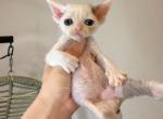 Taro blue n white - Devon Rex Kitten For Sale - Fontana&comma; CA&comma; US