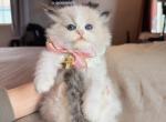 Millie - Ragdoll Kitten For Sale - Fontana&comma; CA&comma; US