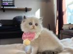 Cleo - Ragdoll Kitten For Sale - Fontana&comma; CA&comma; US