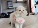 Daisy - Ragdoll Kitten For Sale - Fontana&comma; CA&comma; US