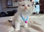 Teddy - Ragdoll Kitten For Sale - Fontana&comma; CA&comma; US