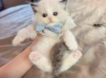 Milo - Ragdoll Kitten For Sale - Fontana&comma; CA&comma; US