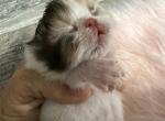 Persian calico kittens - Persian Kitten For Sale - Orlando&comma; FL&comma; US