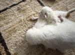 White Persians - Persian Kitten For Sale - 