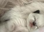 Christmas babies - Ragdoll Kitten For Sale - Syracuse&comma; NY&comma; US