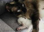 Siamese kitty - Siamese Kitten For Sale - Enfield&comma; CT&comma; US