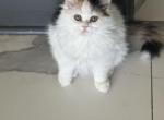 Caiko - Ragdoll Kitten For Sale - Oklahoma City&comma; OK&comma; US