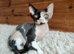 Black tortie Female - Devon Rex Kitten For Sale - 