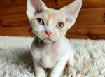 Devon Rex male Red Bicolor - Devon Rex Kitten For Sale - Hollywood&comma; FL&comma; US