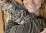 Spartacus - Bengal Cat For Sale/Retired Breeding - Cattaraugus&comma; NY&comma; US