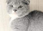 Scott Blue Gray Scottish Fold Boy - Scottish Fold Kitten For Sale - Huntington&comma; NY&comma; US