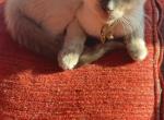 Mocha - Siamese Kitten For Sale - Catasauqua&comma; PA&comma; US