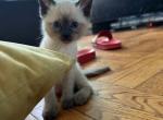 Newly arrive Siamese Kitten Litter - Siamese Cat For Sale - Brooklyn&comma; NY&comma; US