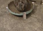 lily - Devon Rex Cat For Sale - Lynchburg&comma; VA&comma; US