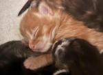 Polydactyl Maine coon - Maine Coon Kitten For Sale - Co Spgs&comma; CO&comma; US