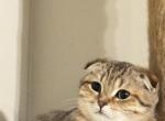 Tilly - Scottish Fold Kitten For Sale - Millington&comma; TN&comma; US