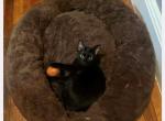 Lilly2 - Domestic Cat For Sale - MA&comma; US