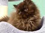 Chocolate smoke boy - Persian Kitten For Sale - Tucson&comma; AZ&comma; US