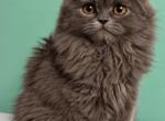 Blazing Sun Persians - Persian Kitten For Sale - 