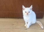 luca - Siamese Kitten For Sale - 