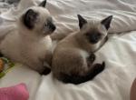 siamese seal point litter - Siamese Kitten For Sale - Barrington&comma; IL&comma; US