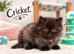 Cricket - Minuet Kitten For Sale - 