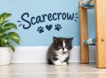 Scarecrow - Minuet Kitten For Sale - Neosho&comma; MO&comma; US