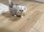 silver shaded persian boys - Persian Kitten For Sale - Barrington&comma; IL&comma; US