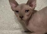Blue eyed male - Sphynx Kitten For Sale - 