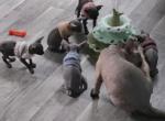 Gorgeous Sphynx Kittens - Sphynx Kitten For Sale - Delavan&comma; WI&comma; US