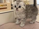 Scottish fold male kitten light grey - Scottish Fold Kitten For Sale - Sterling&comma; VA&comma; US