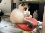Stephan - Ragdoll Kitten For Sale - San Diego&comma; CA&comma; US
