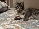Jamie - Maine Coon Kitten For Sale - Westfield&comma; MA&comma; US