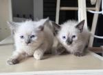 Only 2 left - Siamese Kitten For Sale - MA&comma; US
