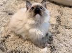 Ragdoll kitten 1 - Ragdoll Kitten For Sale - 