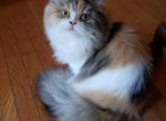 Pumpkin & Harley - Persian Kitten For Sale - East Stroudsburg&comma; PA&comma; US