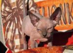 pinky - Sphynx Kitten For Sale - Lehigh&comma; FL&comma; US