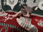 Christmas sphynx kittens - Sphynx Kitten For Sale - Pacolet&comma; SC&comma; US