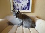 Blue bobtail - Japanese Bobtail Kitten For Adoption - 