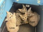 Bengal russian blue mix - Bengal Kitten For Sale - Canal Winchester&comma; OH&comma; US