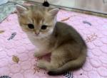 Dasha 1 - British Shorthair Kitten For Sale - Brooklyn&comma; NY&comma; US
