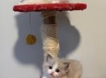 Mirabelles litter - Ragdoll Kitten For Sale - Springfield&comma; MO&comma; US