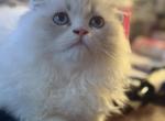 Fluff - Scottish Fold Kitten For Sale - 
