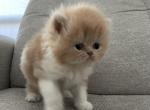 Antoinette - Persian Kitten For Sale - 